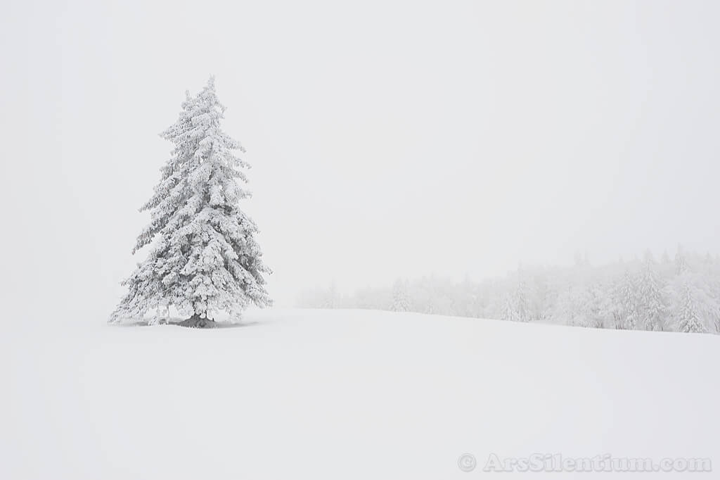 Snow White And The Hundred Trees 1024x682